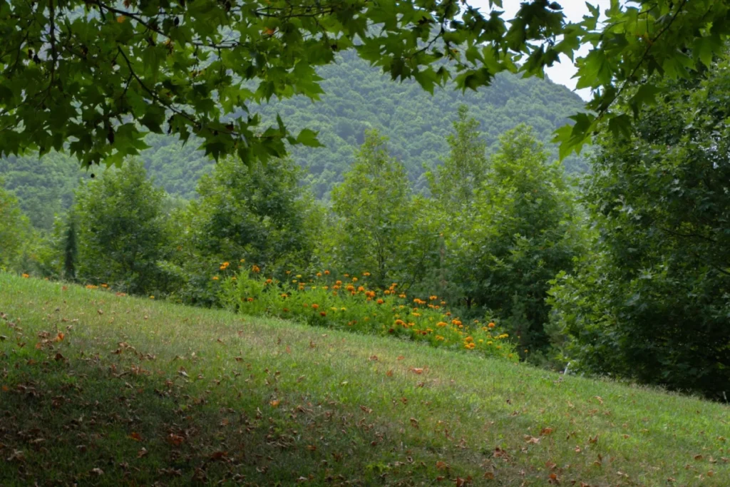 Sheki Nature Reserve (Şəki Dövlət Qoruğu)