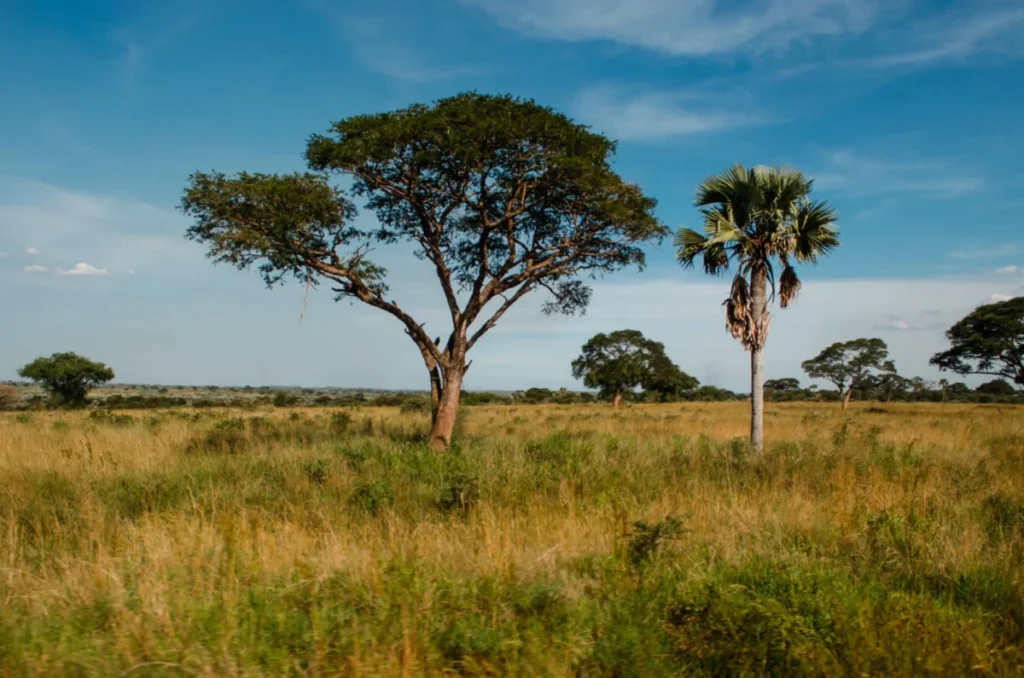 Shimba Hills