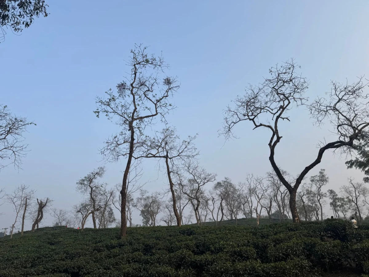 Morning mist over Sylhet tea gardens, a romantic couple's destination
