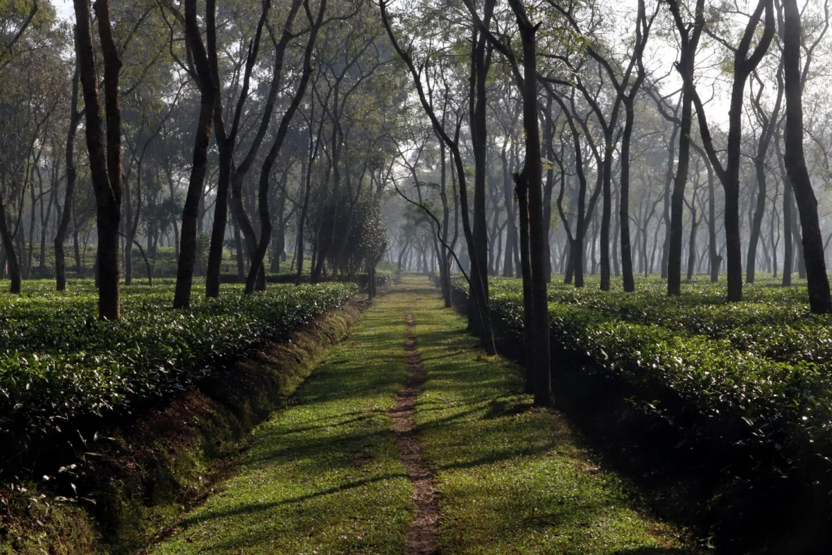 Lush tea gardens in Sylhet offering a romantic view