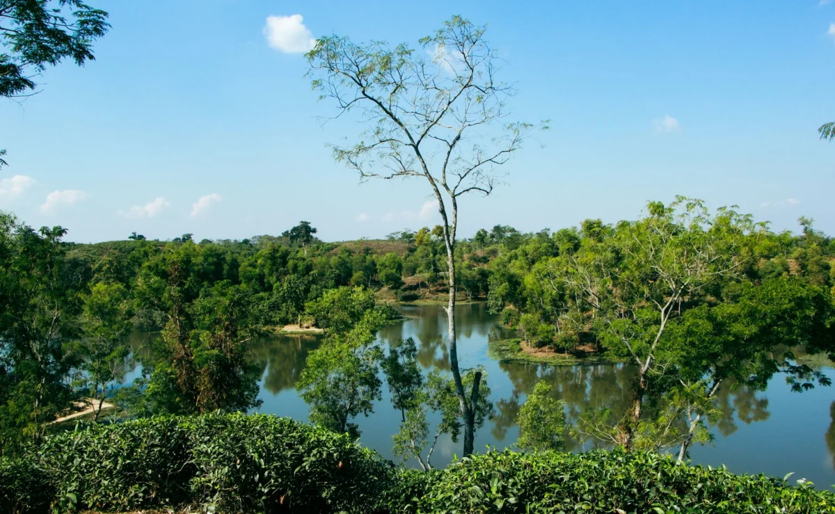 Aerial view of lush tea gardens in Sylhet