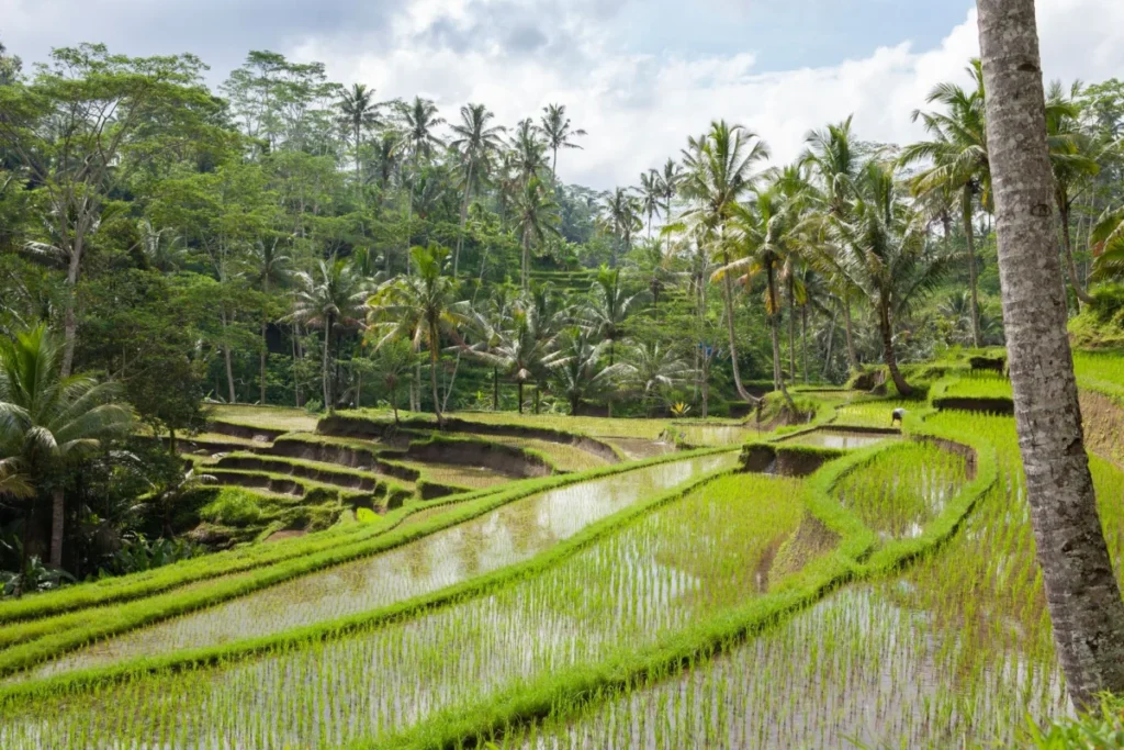 Tegalalang