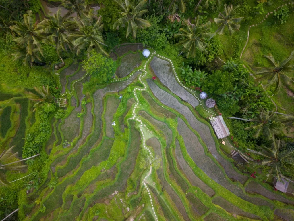 Tegallalang