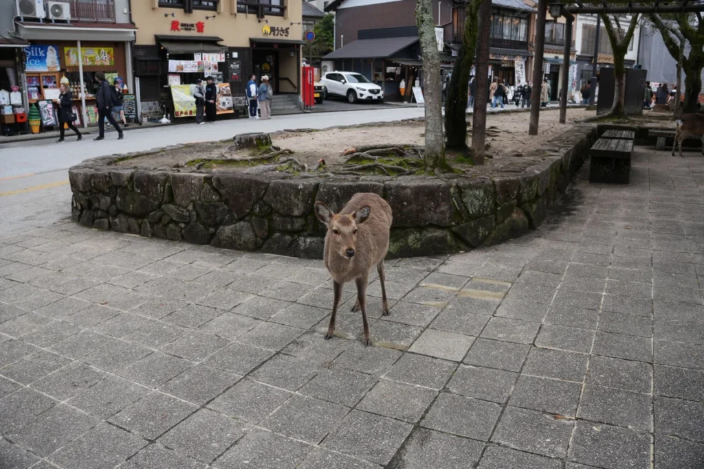 Tenri