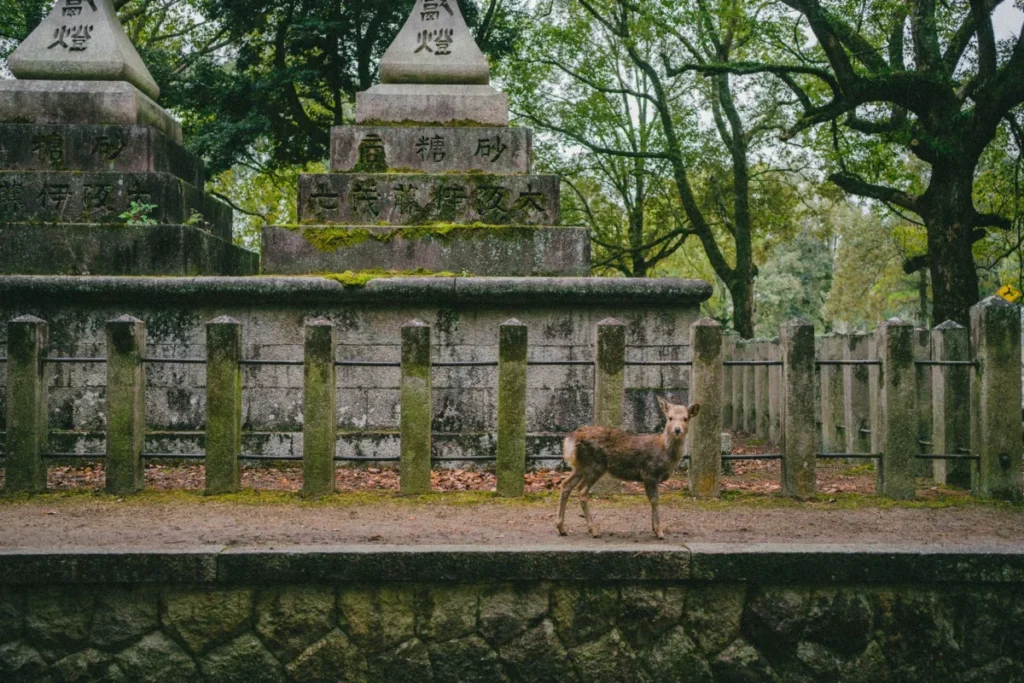Todaiji Temple Area
