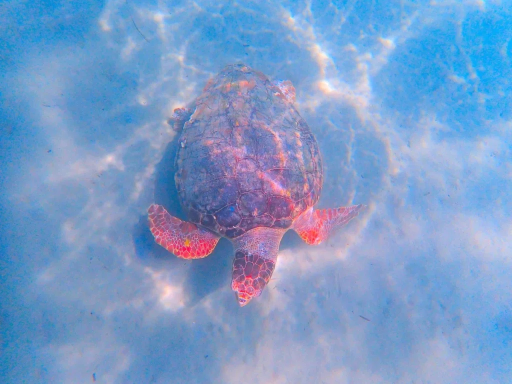 Turtle Cove