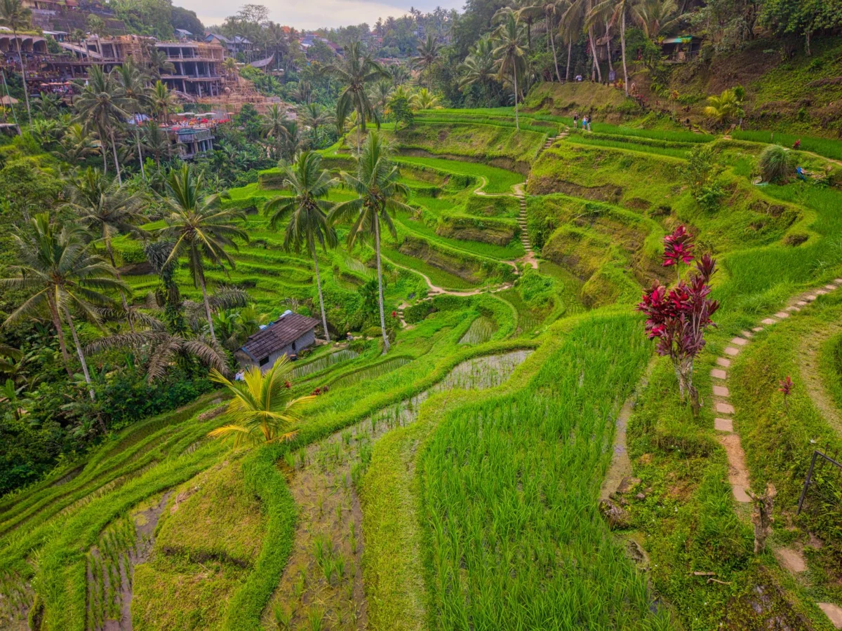 Panoramic view of Ubud rice terraces
