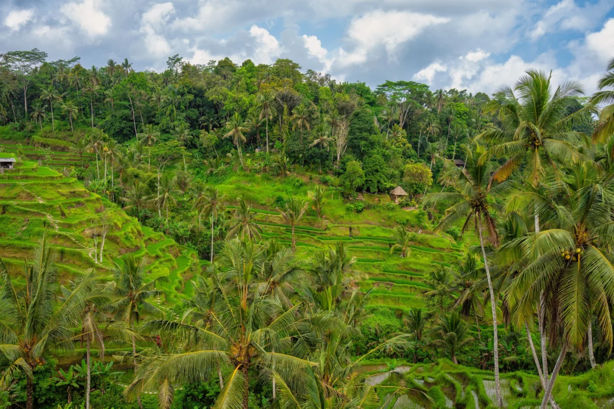 Panoramic view of Ubud's stunning rice terraces
