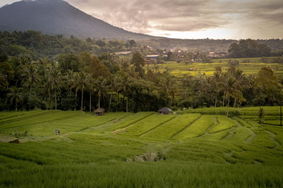 A breathtaking view of Ubud rice terraces at sunset, capturing the essence of this picturesque area