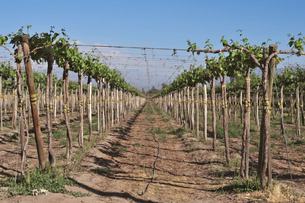 Uco Valley (Valle de Uco)