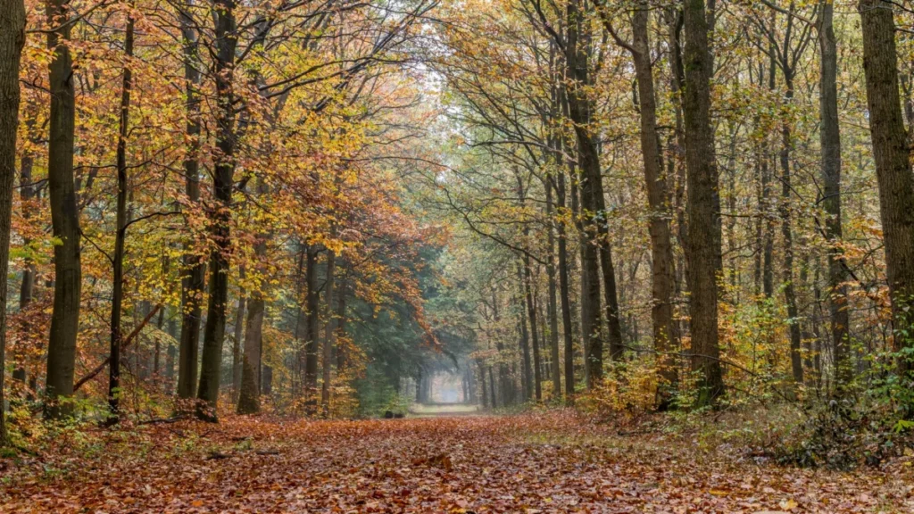 Oudwijk