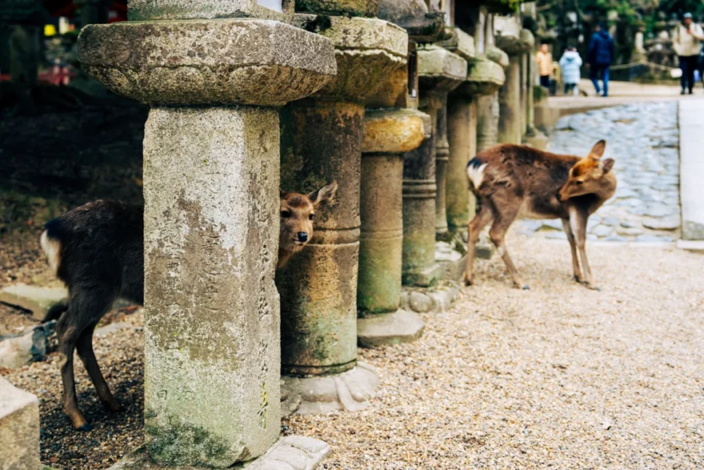 Yoshino (吉野)