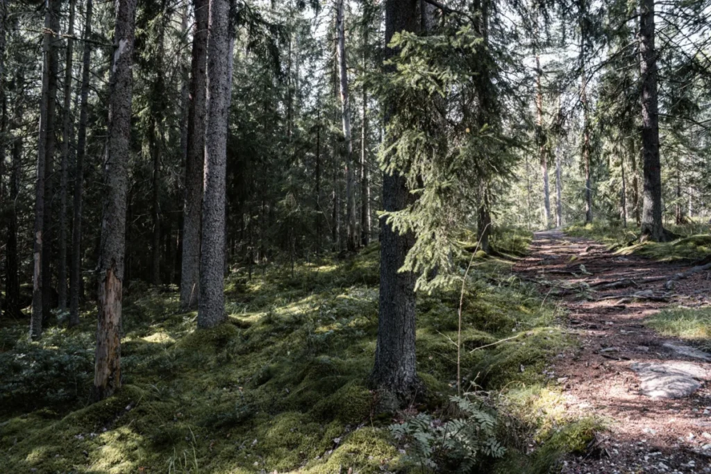 Kauppi