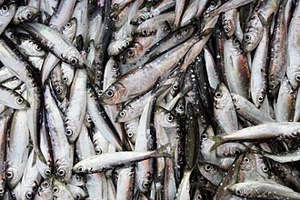 Baltic Herring