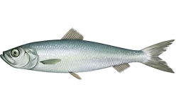 Baltic Herring Fillets