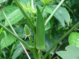 Bamija