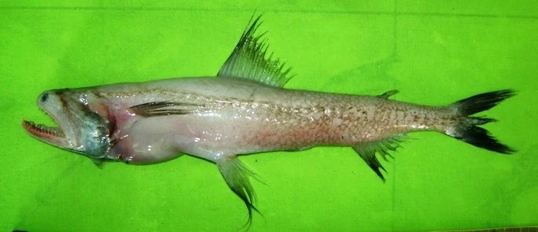 Bombay Duck Fry