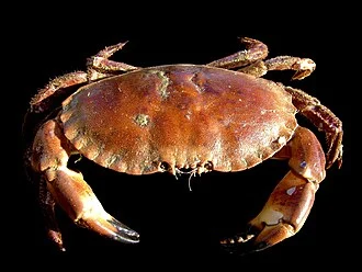 Buffet Crab Legs