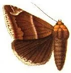 Buzara