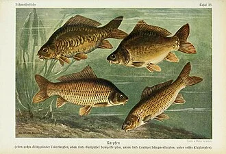 Carp Fried in Bread Crumbs