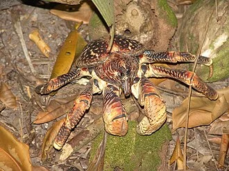 Coconut Crab