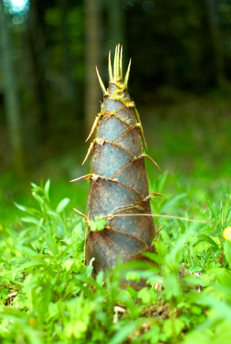 Grilled Bamboo Shoots
