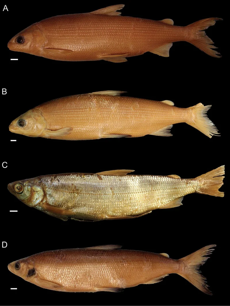 Lake Fish Fillet