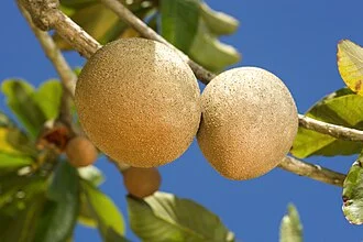 Mamey Batido