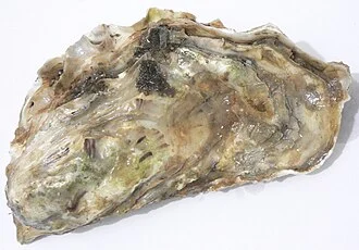 Oysters from Puget Sound
