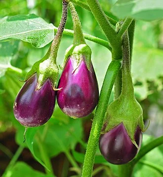 Santorini White Eggplant