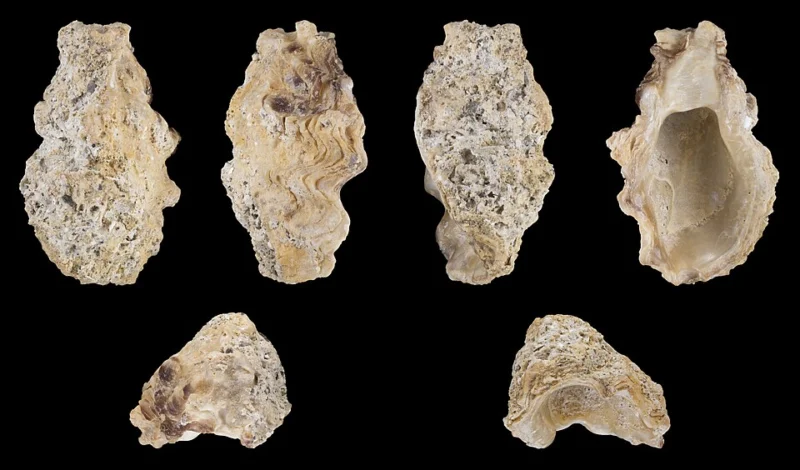 Sydney Rock Oyster