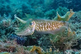Venetian Cuttlefish in Black Ink